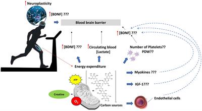 Dose–response effects of physical exercise standardized volume on peripheral biomarkers, clinical response, and brain connectivity in Parkinson’s disease: a prospective, observational, cohort study